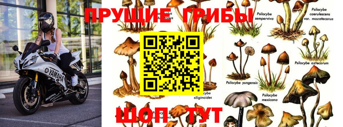 Галлюциногенные грибы мухоморы Дзержинский